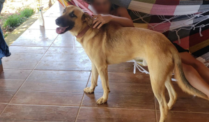 Cão morre ao defender amigo de ataque de Cascavel