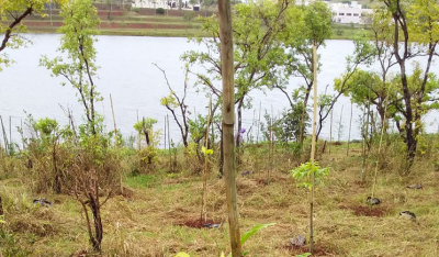 9 mil mudas de árvore são plantadas à margem do Balneário