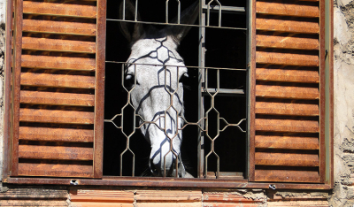 Meu vizinho é um cavalo